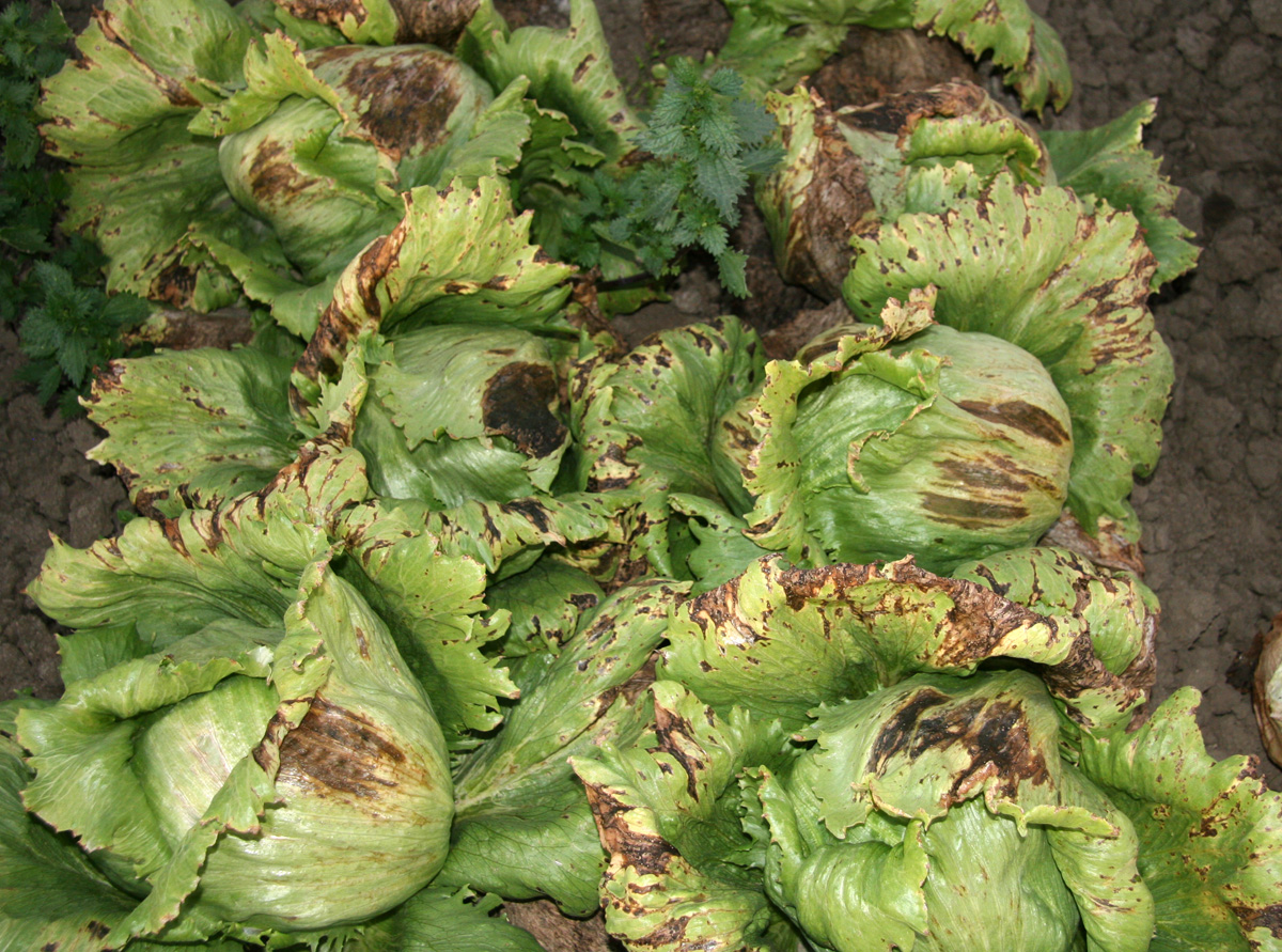 infected lettuce